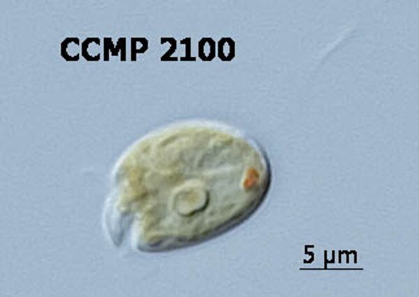 CCMP2100 | NCMA at Bigelow Laboratory