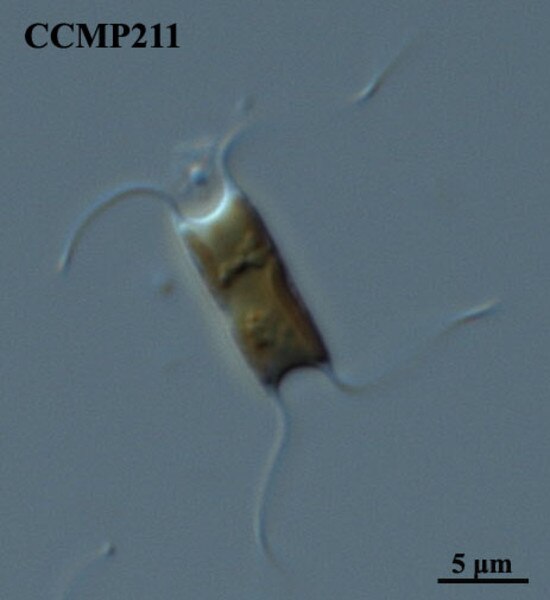 CCMP211 | NCMA at Bigelow Laboratory