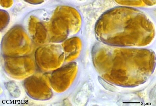 CCMP2135 | NCMA at Bigelow Laboratory