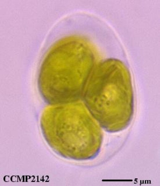 CCMP2142 | NCMA at Bigelow Laboratory