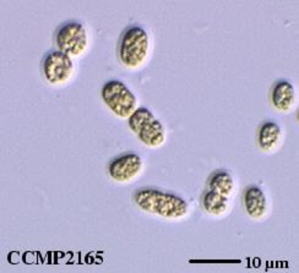 CCMP2165 | NCMA at Bigelow Laboratory