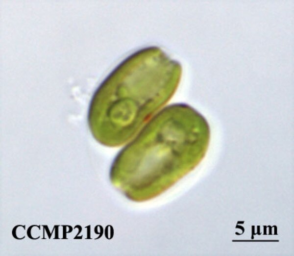 CCMP2190 | NCMA at Bigelow Laboratory