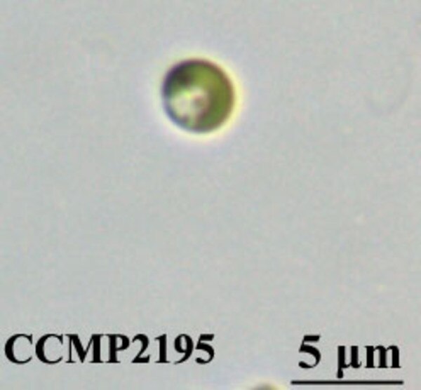 CCMP2195 | NCMA at Bigelow Laboratory