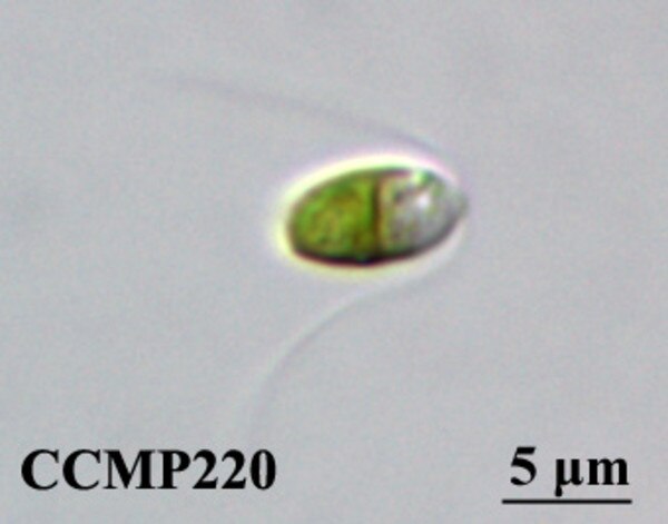 CCMP220 | NCMA at Bigelow Laboratory