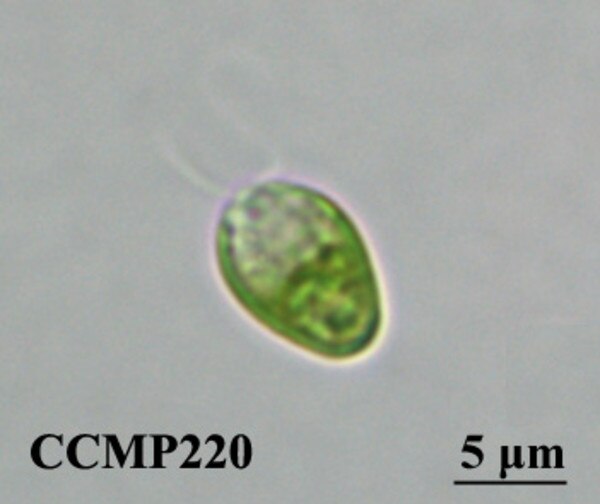 CCMP220 | NCMA at Bigelow Laboratory