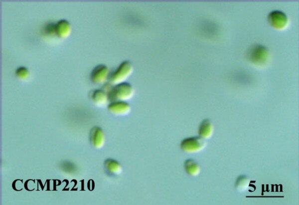 CCMP2210 | NCMA at Bigelow Laboratory