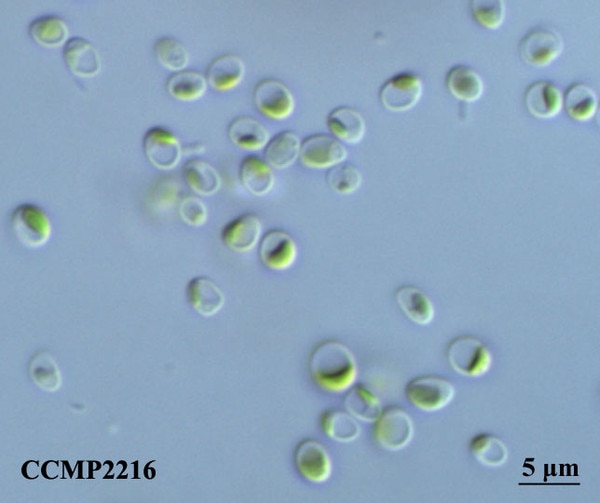 CCMP2216 | NCMA at Bigelow Laboratory