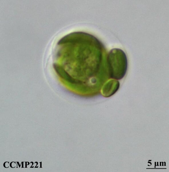 CCMP221 | NCMA at Bigelow Laboratory