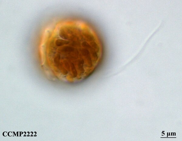 CCMP2222 | NCMA at Bigelow Laboratory