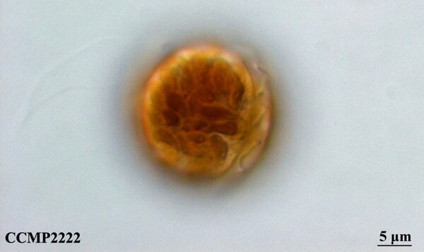 CCMP2222 | NCMA at Bigelow Laboratory