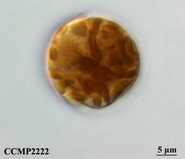 CCMP2222 | NCMA at Bigelow Laboratory