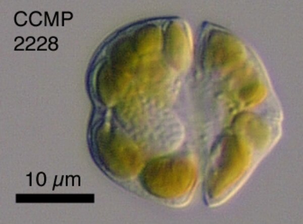 CCMP2820 | NCMA at Bigelow Laboratory