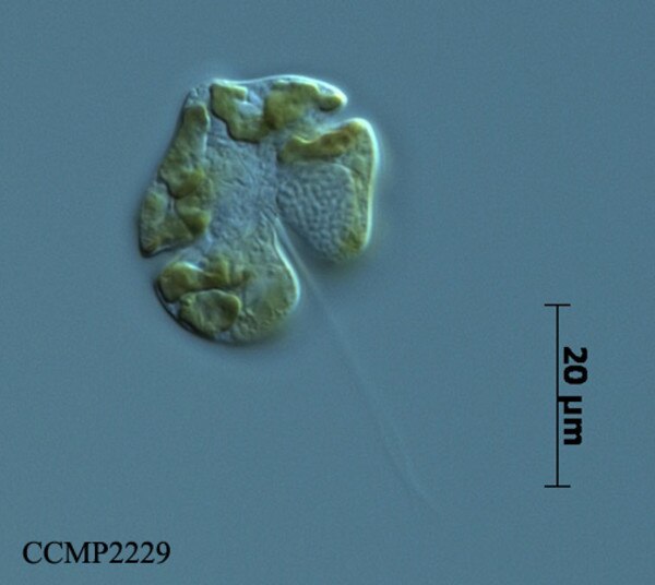CCMP2229 | NCMA at Bigelow Laboratory