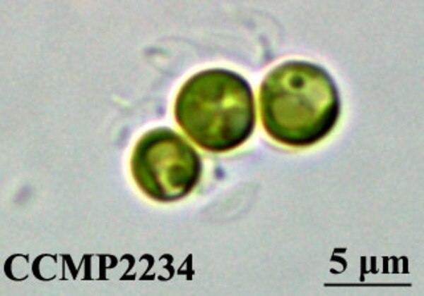 CCMP2234 | NCMA at Bigelow Laboratory