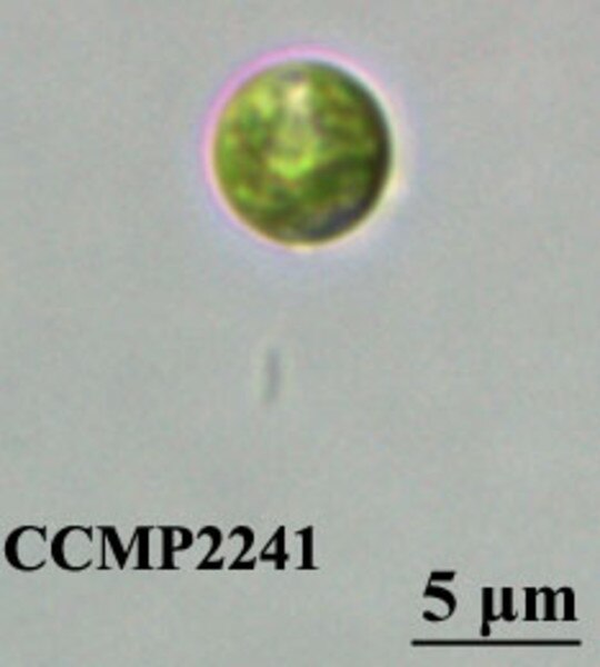 CCMP2241 | NCMA at Bigelow Laboratory