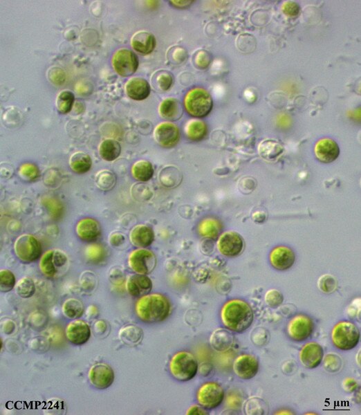 CCMP2241 | NCMA at Bigelow Laboratory