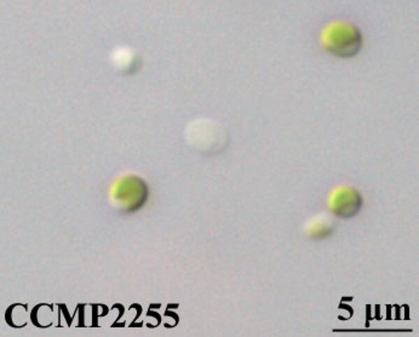 CCMP2255 | NCMA at Bigelow Laboratory