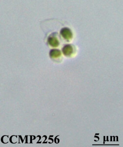 CCMP2256 | NCMA at Bigelow Laboratory