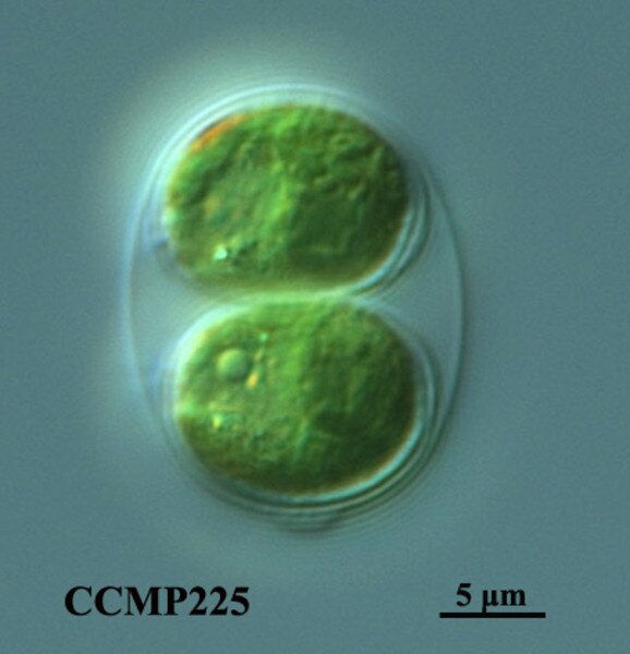 CCMP225 | NCMA at Bigelow Laboratory