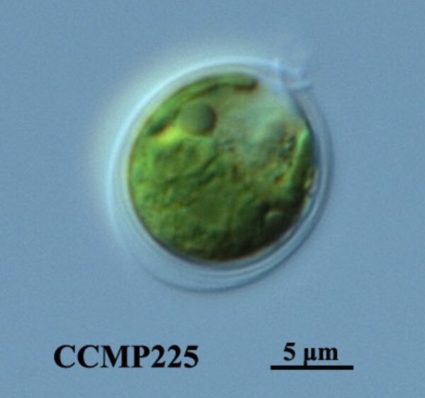 CCMP225 | NCMA at Bigelow Laboratory