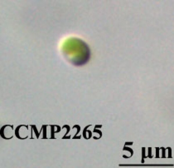 CCMP2265 | NCMA at Bigelow Laboratory