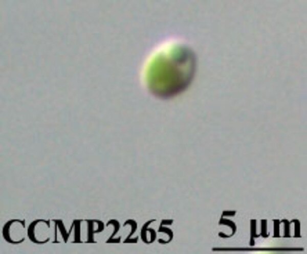 CCMP2265 | NCMA at Bigelow Laboratory