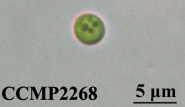 CCMP2268 | NCMA at Bigelow Laboratory