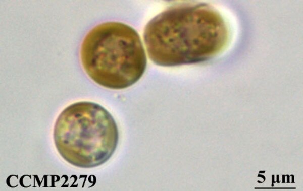 CCMP2279 | NCMA at Bigelow Laboratory