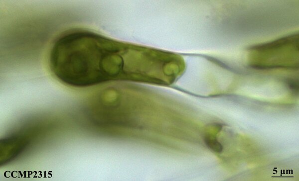 CCMP2315 | NCMA at Bigelow Laboratory