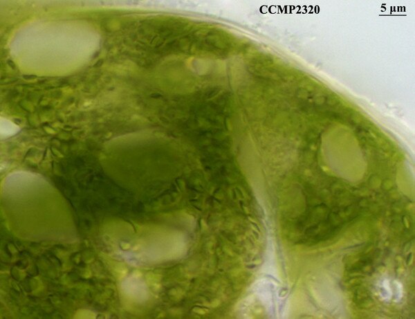 CCMP2320 | NCMA at Bigelow Laboratory