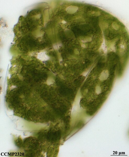 CCMP2320 | NCMA at Bigelow Laboratory