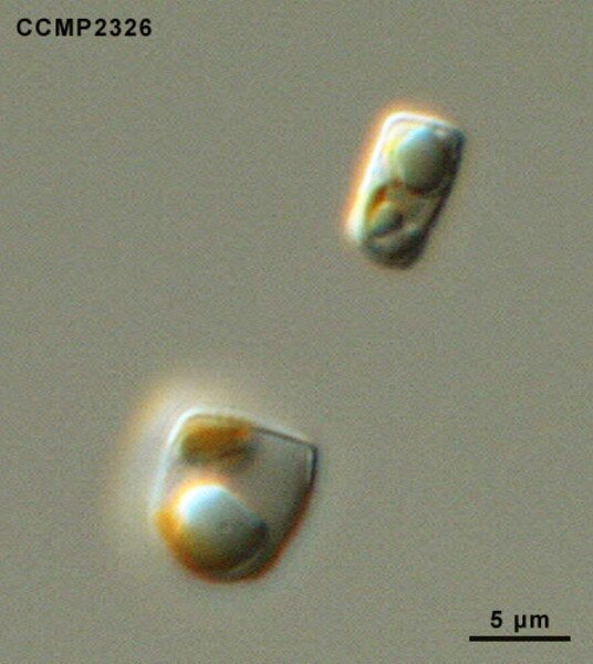 CCMP2326 | NCMA at Bigelow Laboratory