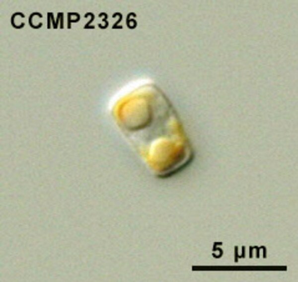 CCMP2326 | NCMA at Bigelow Laboratory