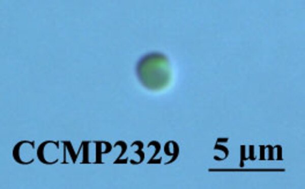 CCMP2329 | NCMA at Bigelow Laboratory