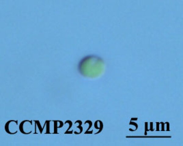 CCMP2329 | NCMA at Bigelow Laboratory