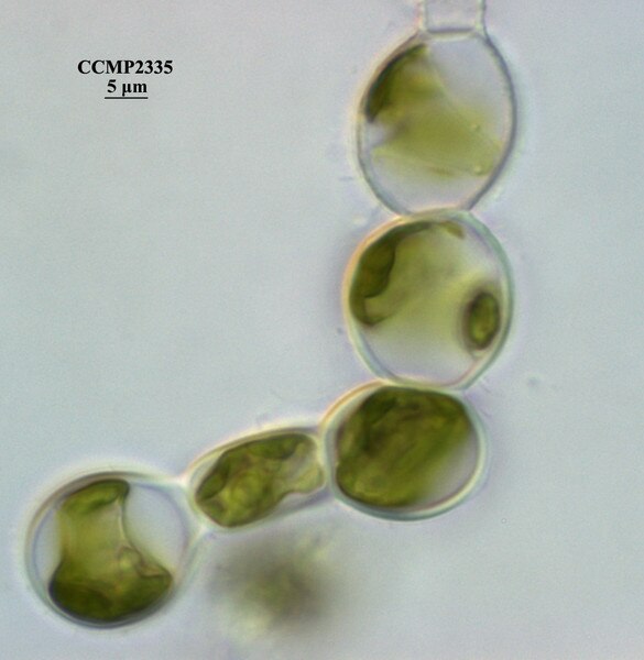 CCMP2335 | NCMA at Bigelow Laboratory