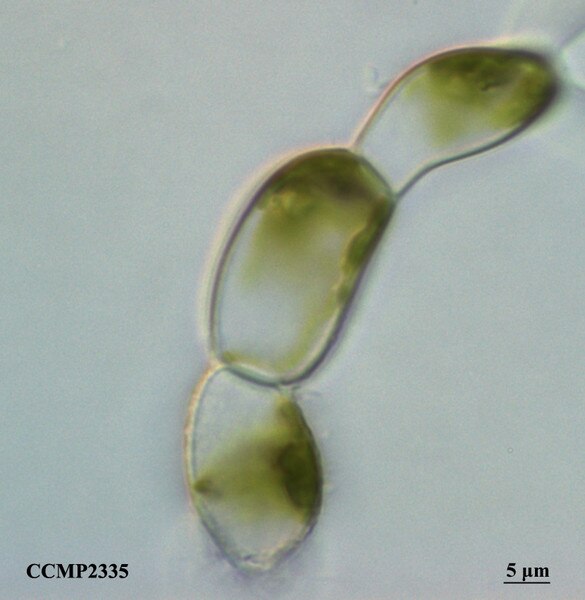 CCMP2335 | NCMA at Bigelow Laboratory