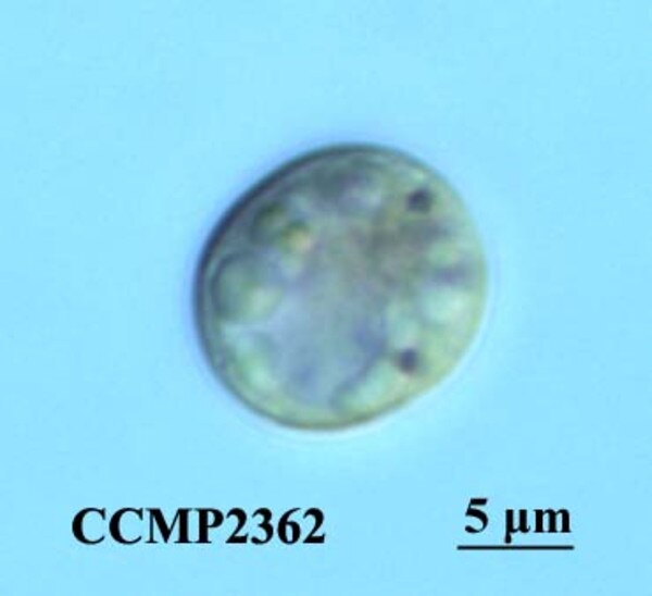 CCMP2362 | NCMA at Bigelow Laboratory