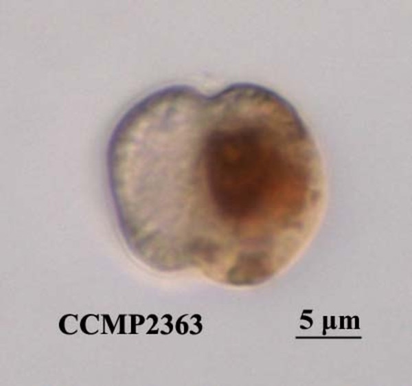 CCMP2363 | NCMA at Bigelow Laboratory