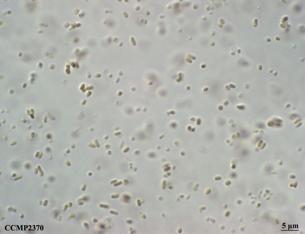 Synechococcus Microscope CCMP2370 | NCMA at Bigelow Laboratory