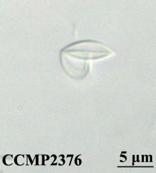 CCMP2376 | NCMA at Bigelow Laboratory