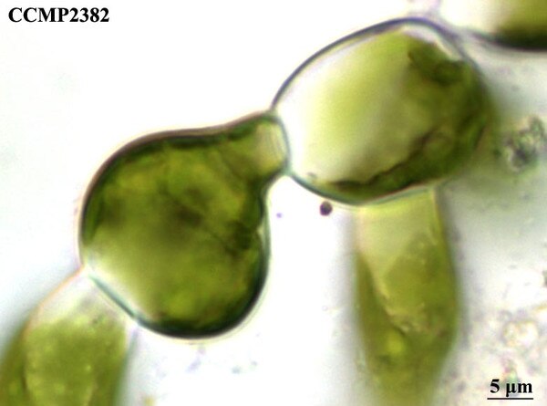 CCMP2382 | NCMA at Bigelow Laboratory
