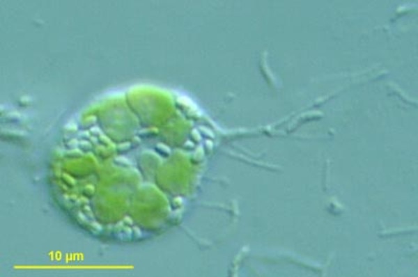 CCMP2370 | NCMA at Bigelow Laboratory