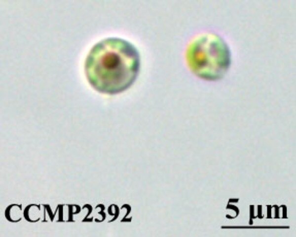 CCMP2392 | NCMA at Bigelow Laboratory