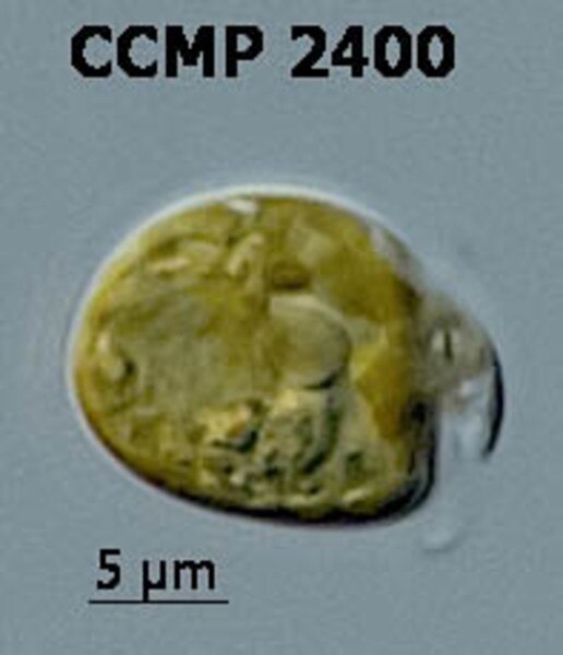 CCMP2400 | NCMA at Bigelow Laboratory