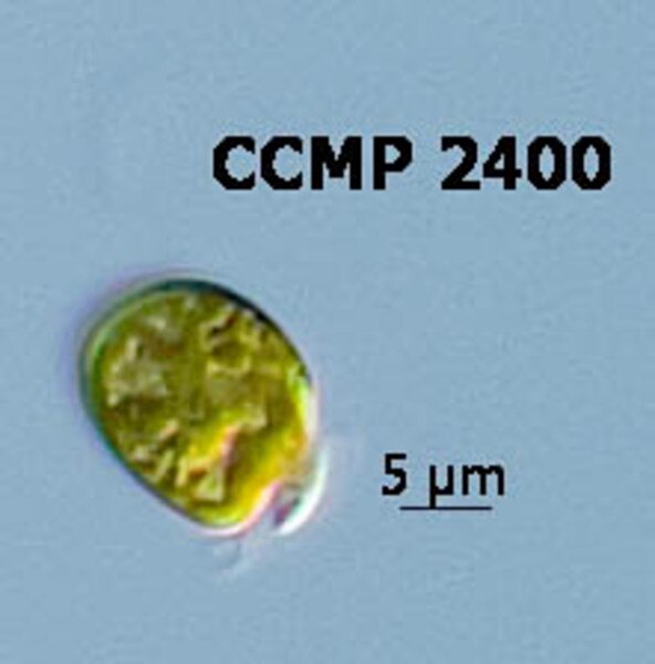 CCMP2400 | NCMA at Bigelow Laboratory