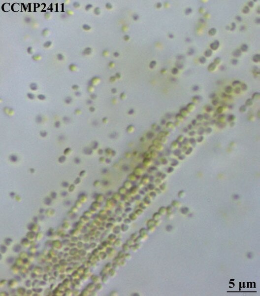 CCMP2411 | NCMA at Bigelow Laboratory