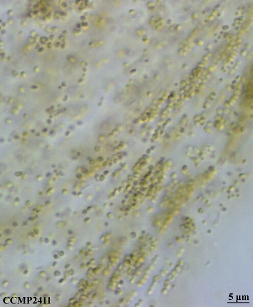 CCMP2411 | NCMA at Bigelow Laboratory