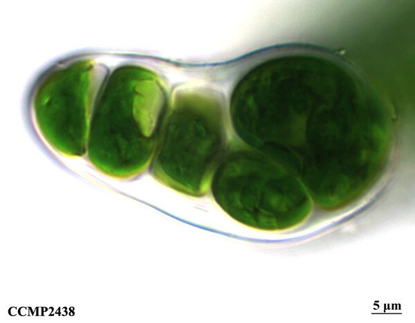 CCMP2438 | NCMA at Bigelow Laboratory