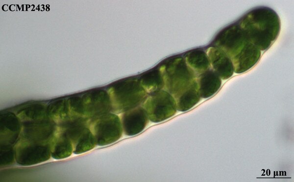 CCMP2438 | NCMA at Bigelow Laboratory